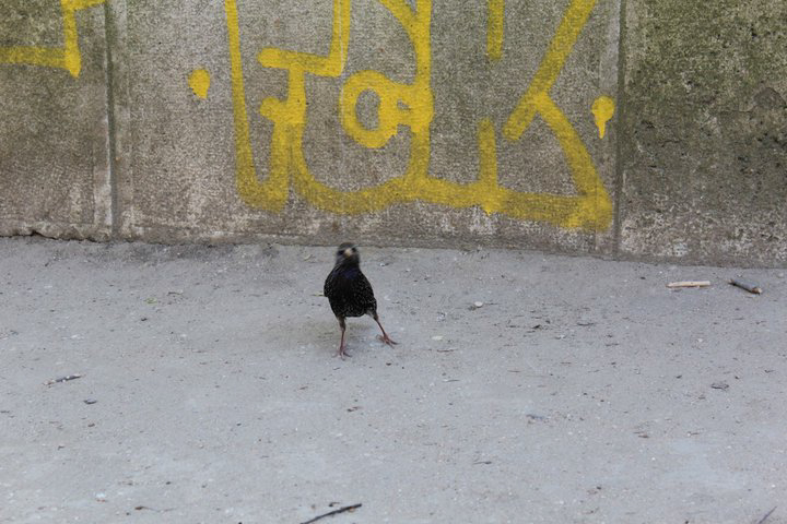 L'instinct animal