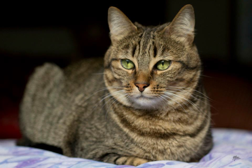 L'instinct animal