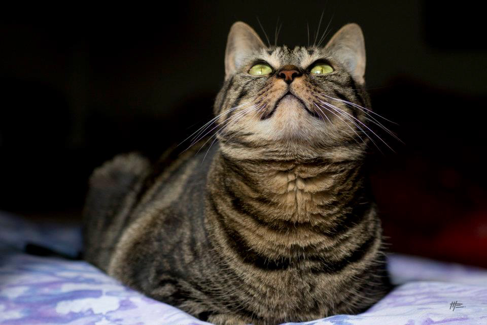 L'instinct animal