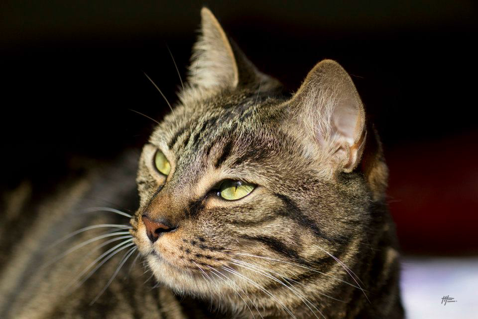 L'instinct animal