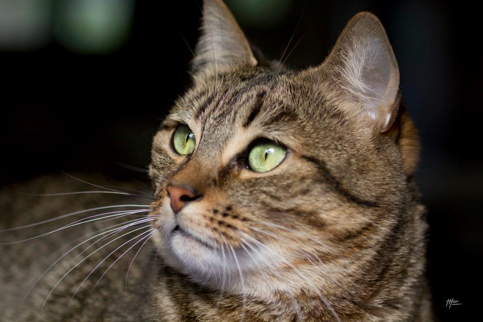 L'instinct animal