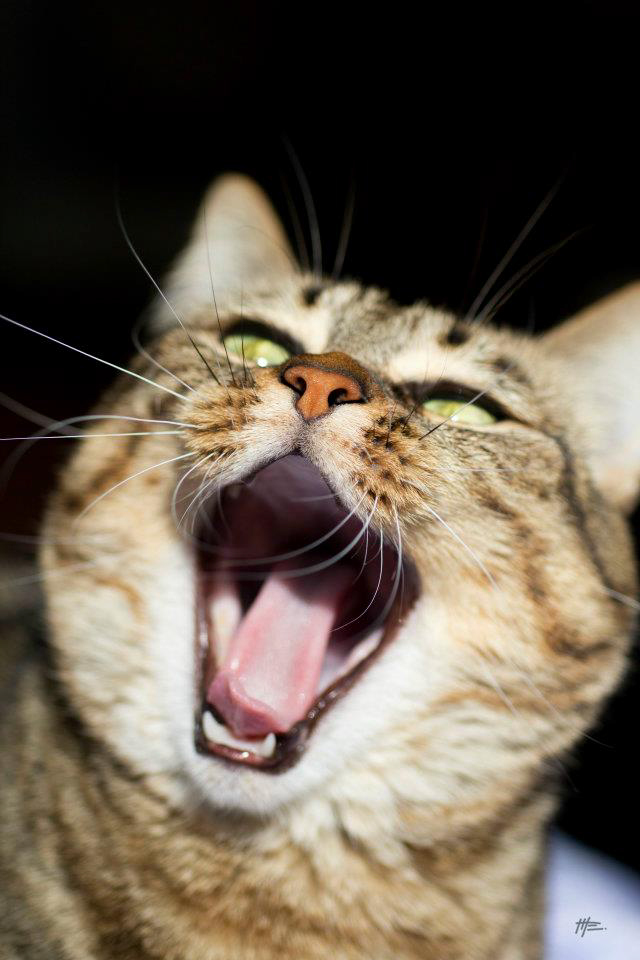L'instinct animal