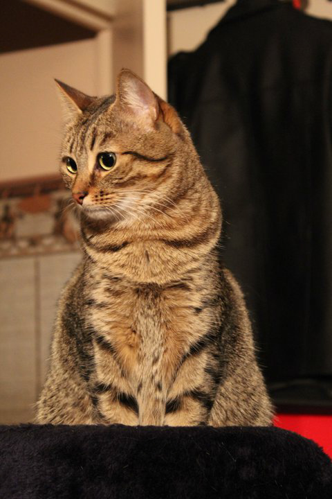 L'instinct animal