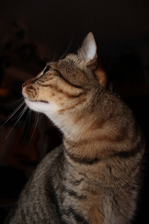 L'instinct animal