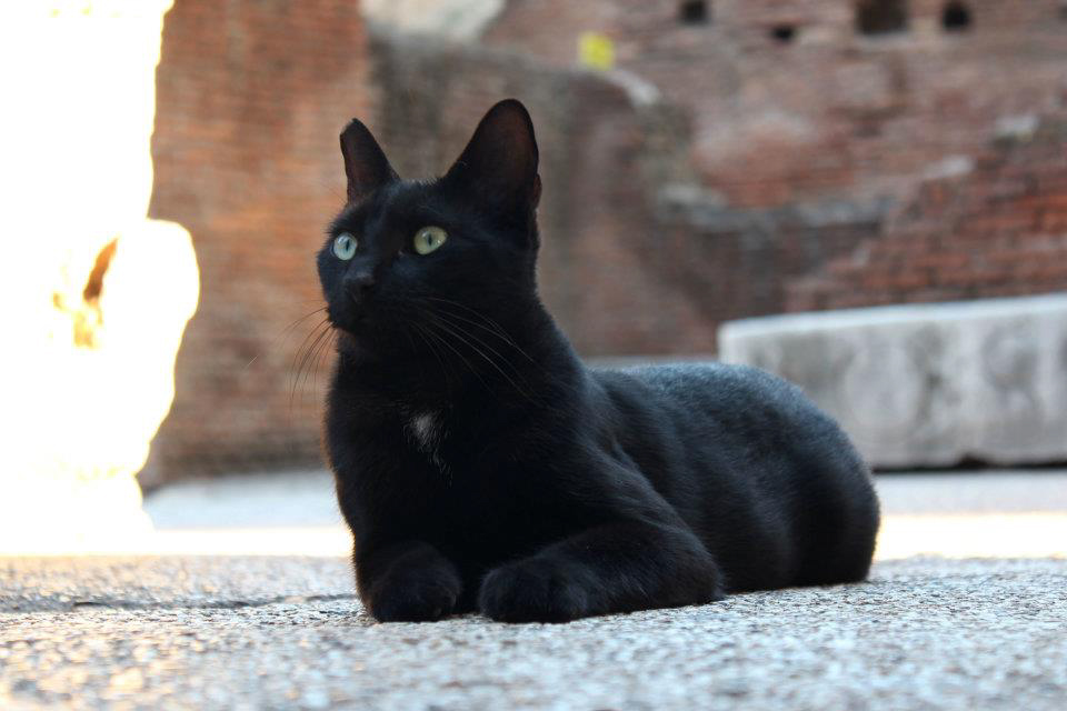 L'instinct animal