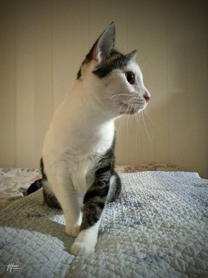L'instinct animal