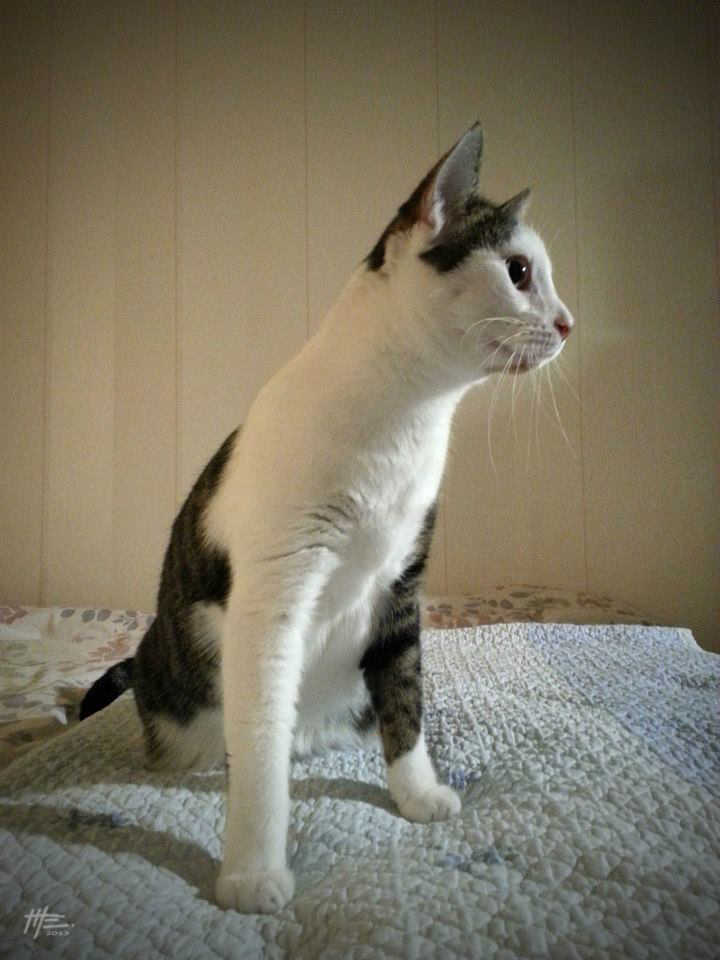 L'instinct animal