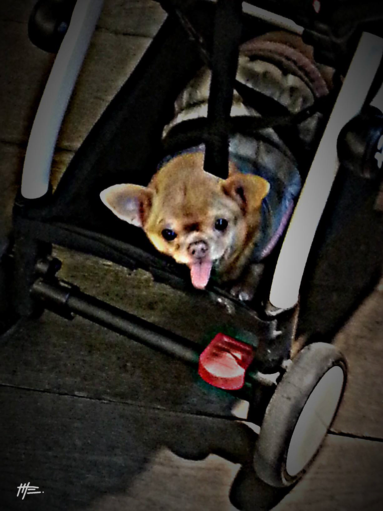 L'instinct animal