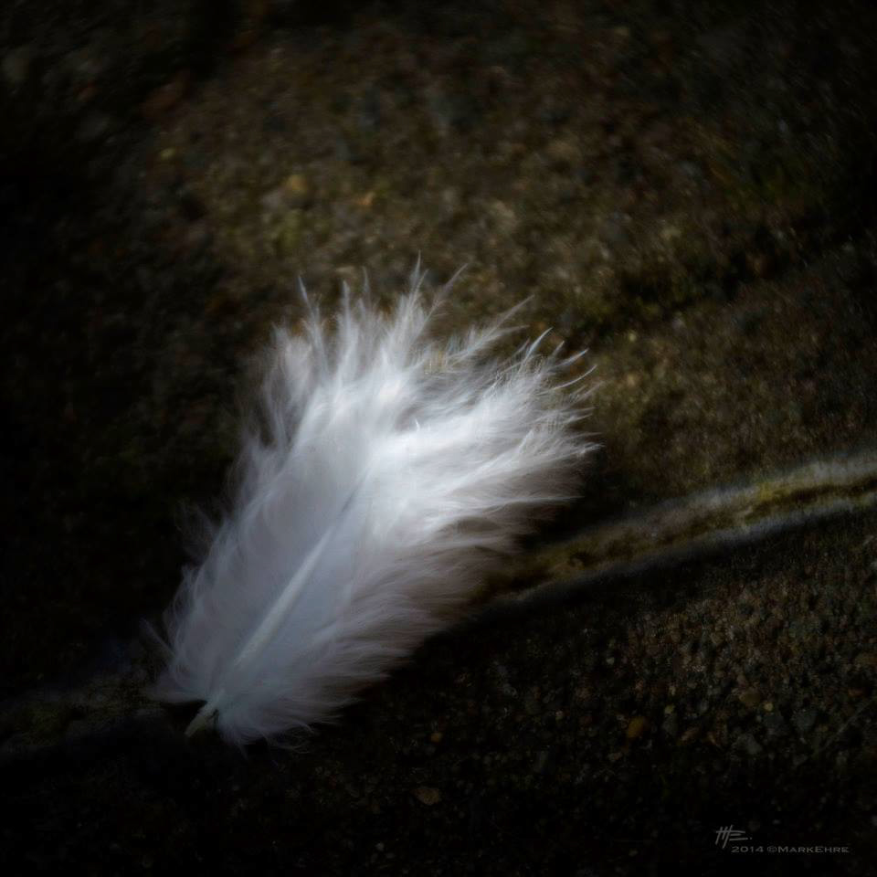 L'instinct animal