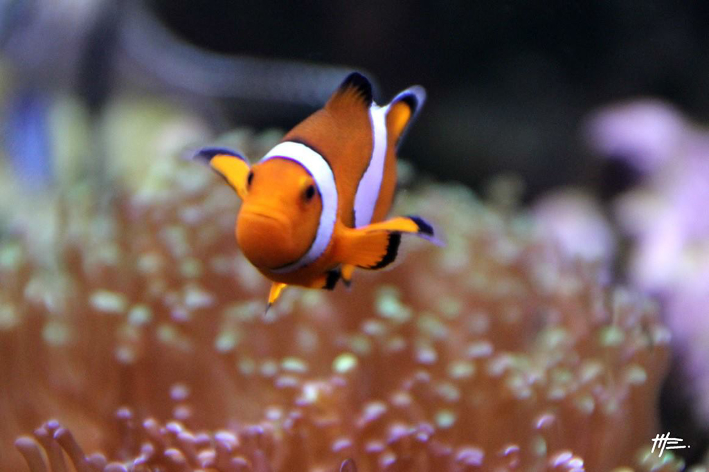 L'instinct animal