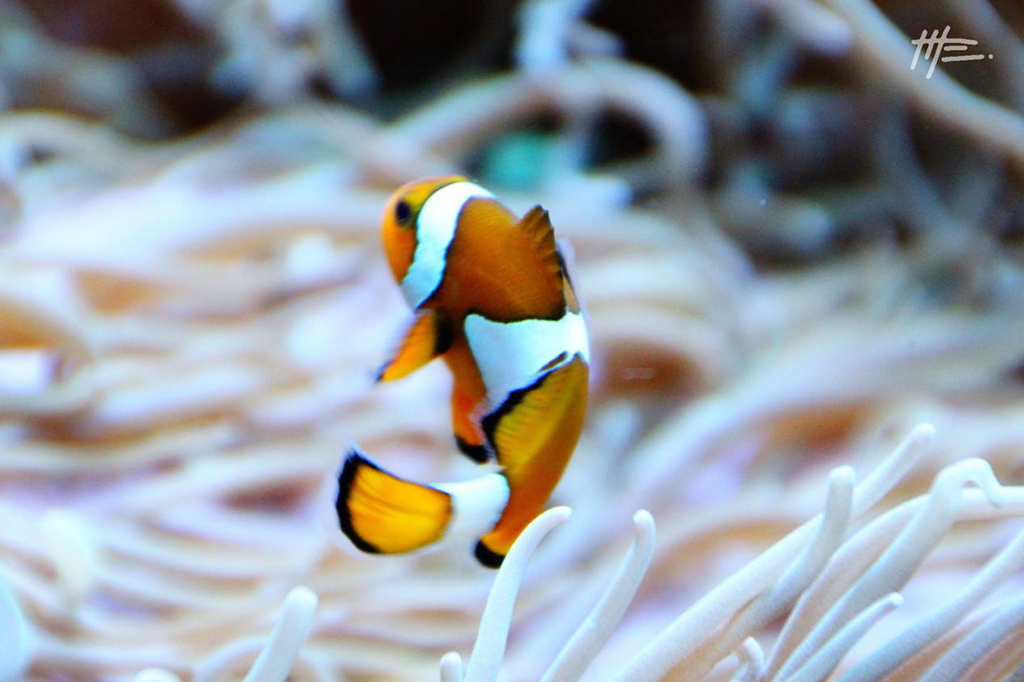 L'instinct animal
