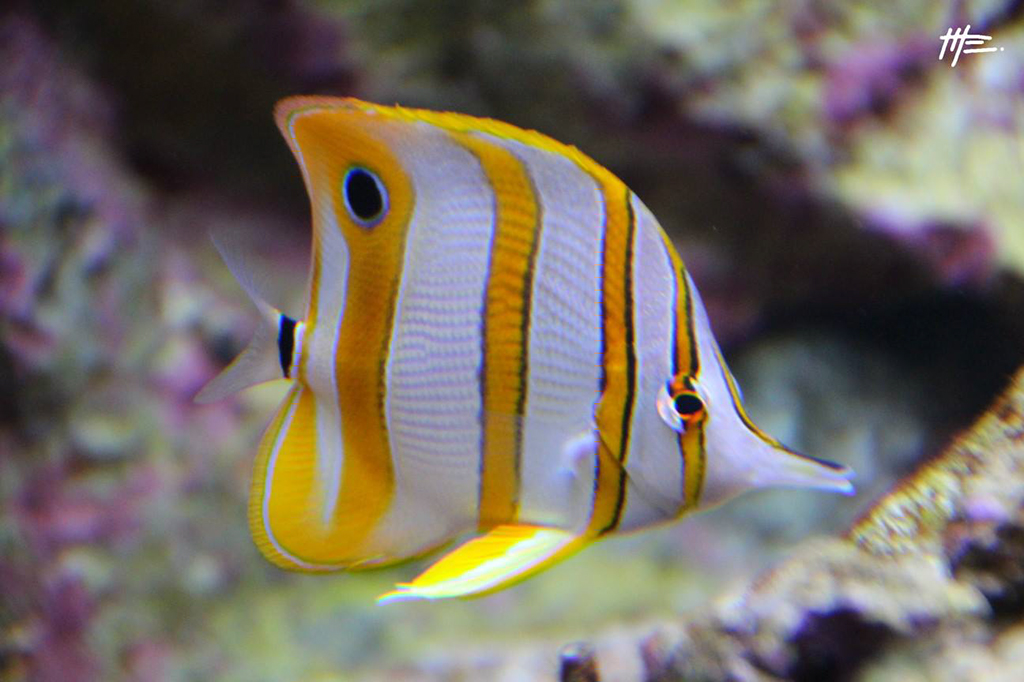 L'instinct animal