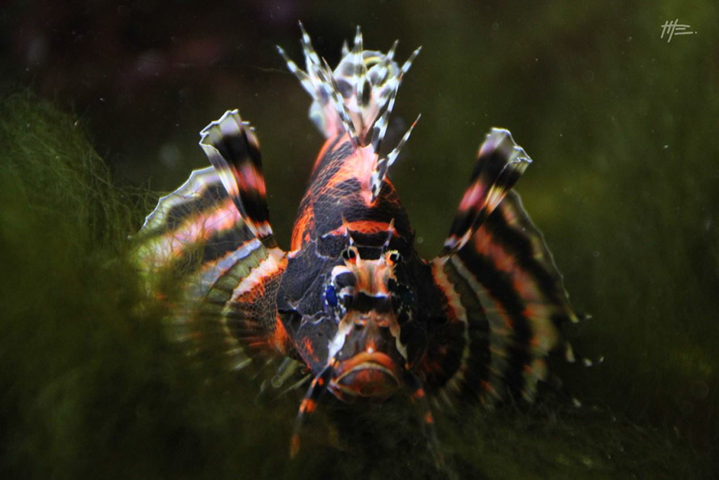 L'instinct animal