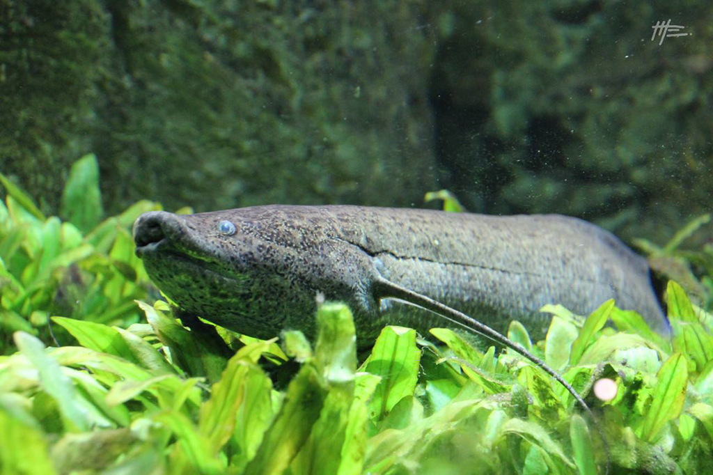 L'instinct animal