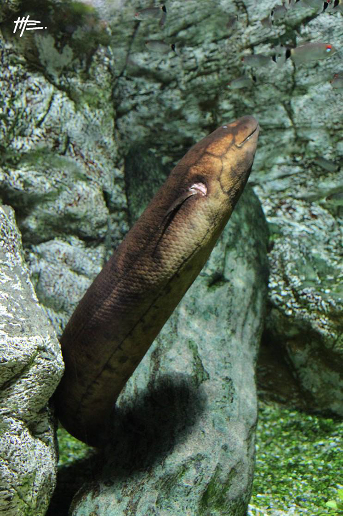 L'instinct animal