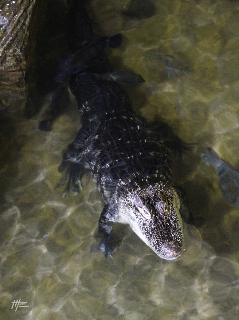L'instinct animal