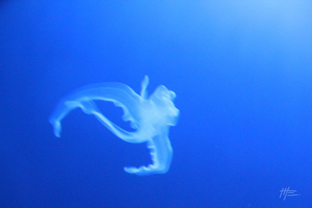 L'instinct animal