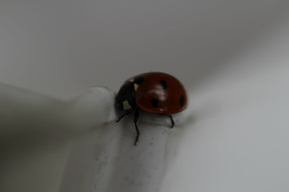 L'instinct animal
